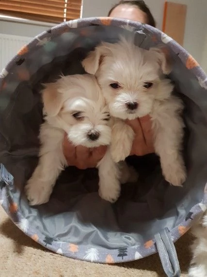 4 cuccioli di maltese toy