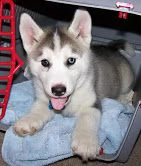 il cucciolo di siberian husky ha 12 settimane