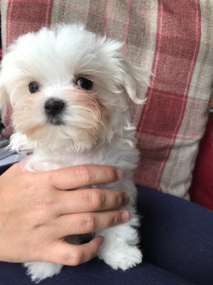 cuccioli di maltese maschio e femmina