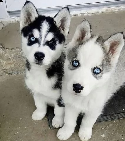 regalo cuccioli di husky siberiano  maschi e femmina.  