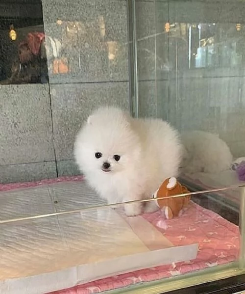 simpatico cucciolo pomeranian gratis