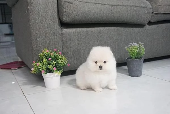 adorabile cucciolo pomeranain gratis