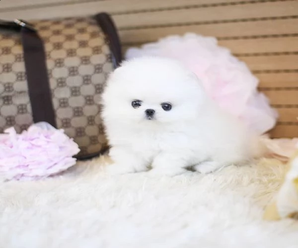 adorabile cucciolo pomeranain gratis | Foto 0