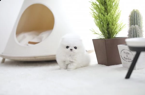 cucciolo pomeranian disponibile gratuitamente