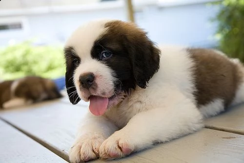 regalo cuccioli di san bernardo di 90 giorni nata e  svezzata in ambiente familiare. viene munita di