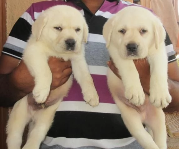 regalo adorabili cuccioli di la labrador chicolato