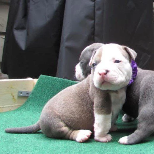 vendita meravigliosi cuccioli american pitbull terrier  | Foto 0