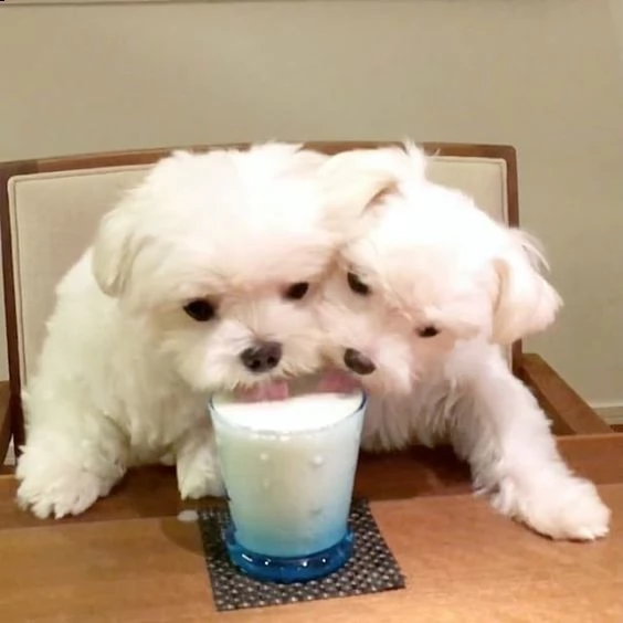 bellissimi cuccioli di maltese maschi