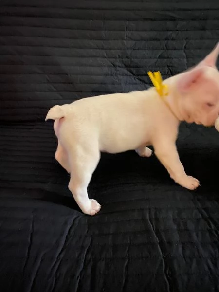 vendita bulldog francese cuccioli stupendi