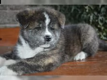 regalo akita inu cuccioli maschio e femmina