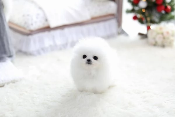 bellissimo cucciolo pomeranian gratis | Foto 0