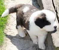 adorabili cuccioli san bernardo femminucce e maschietti disponibili