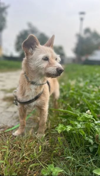 CAGNOLINA ANZIANA