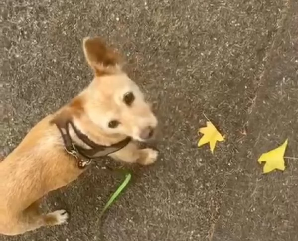 CAGNOLINA ANZIANA | Foto 3