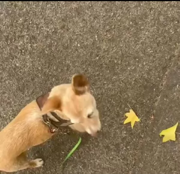 CAGNOLINA ANZIANA | Foto 2