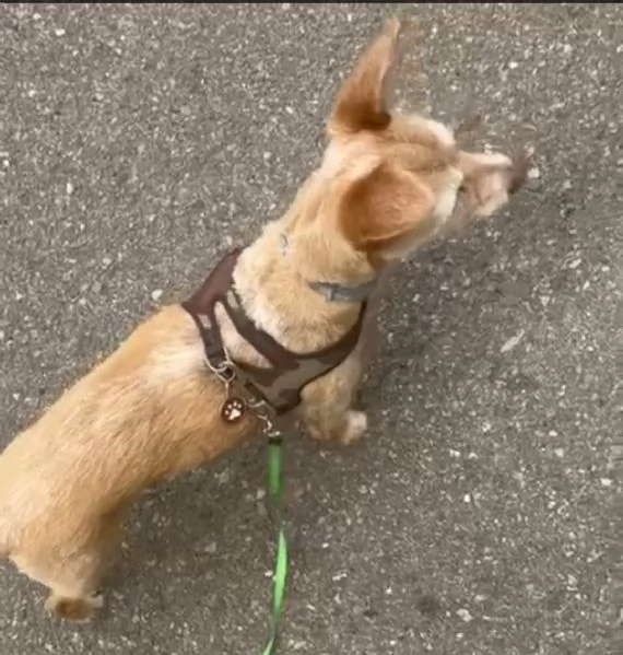 CAGNOLINA ANZIANA | Foto 1