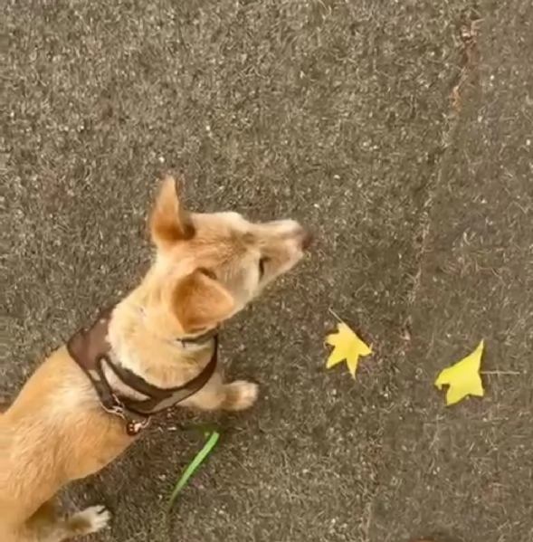 CAGNOLINA ANZIANA | Foto 0