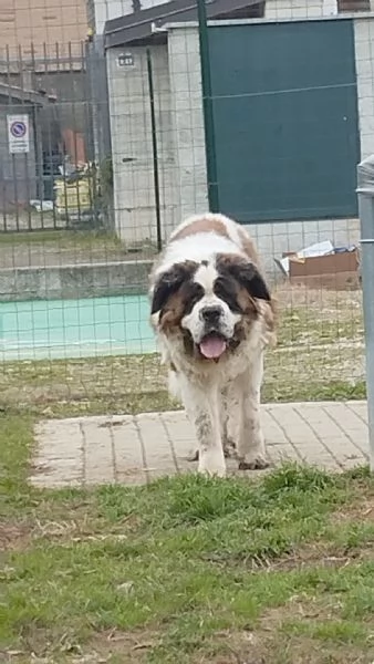 CAGNOLONE