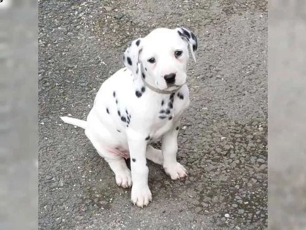 cuccioli di dalmata femminucce e maschietti disponibili .