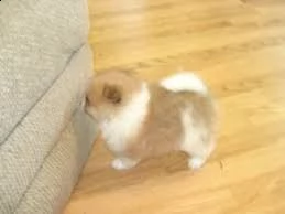 cuccioli di pomerania