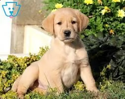 regalo labrador cuccioli disponibili  labrador cuccioli disponibili stiamo annunciando al pubblico c