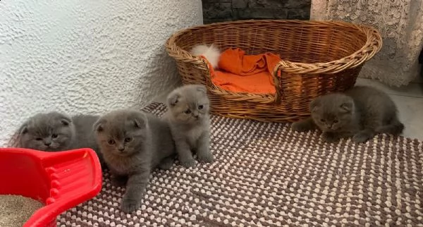 disponibili cuccioli scottish fold