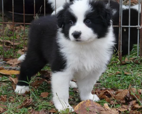 border collie cuccioli blu merle e bianco neri