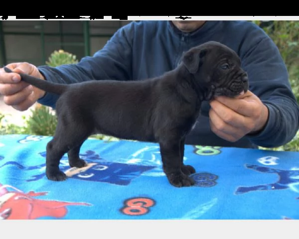 cuccioli di razza cane corso