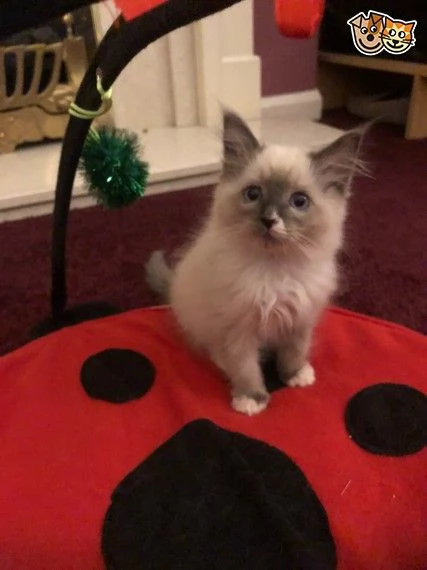 regalo  gattini ragdoll disponibili   ciao gatti amanti, ora abbiamo i seguenti gatti ragdollesotici