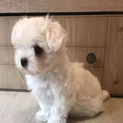 adorabile cucciolo maltese per regalo | Foto 0