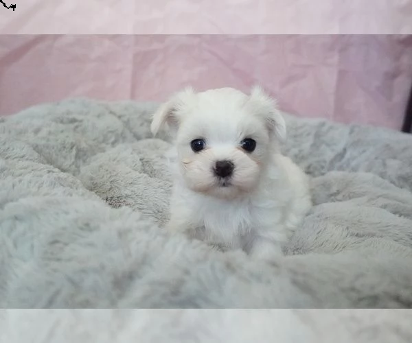 adorabile cucciolo maltese per regalo