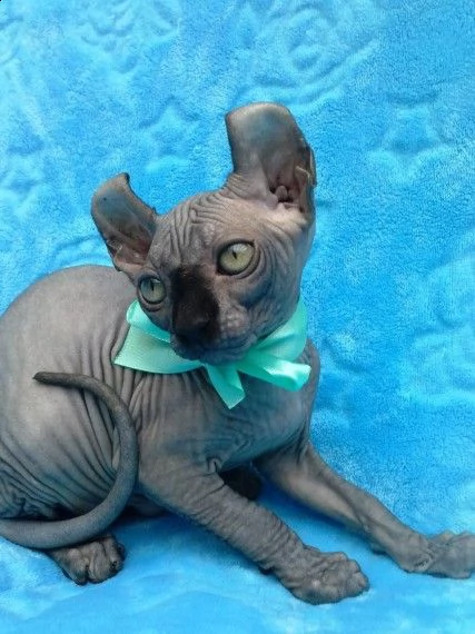 adozione// canadian sphynx di razza pura | Foto 0