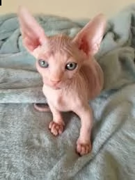 cuccioli di sphynx | Foto 1