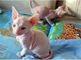 cuccioli di sphynx | Foto 0