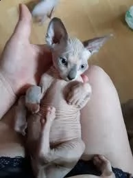 cuccioli di sphynx