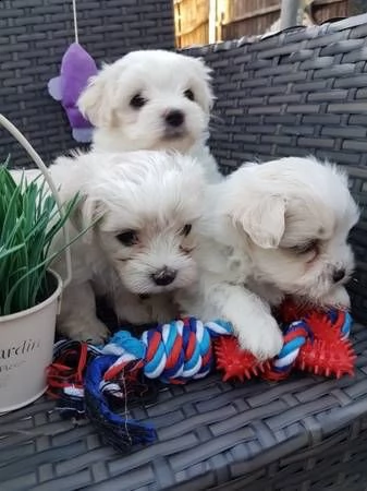 cuccioli di maltese toy