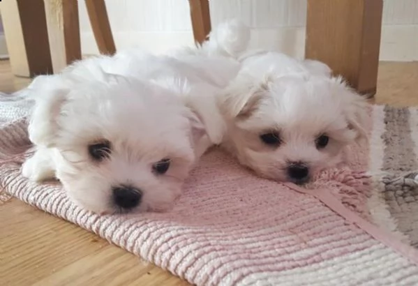 4 cuccioli di maltese toy