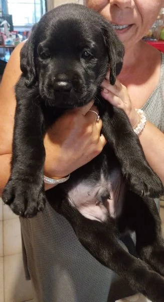 CUCCIOLI LABRADOR PURI