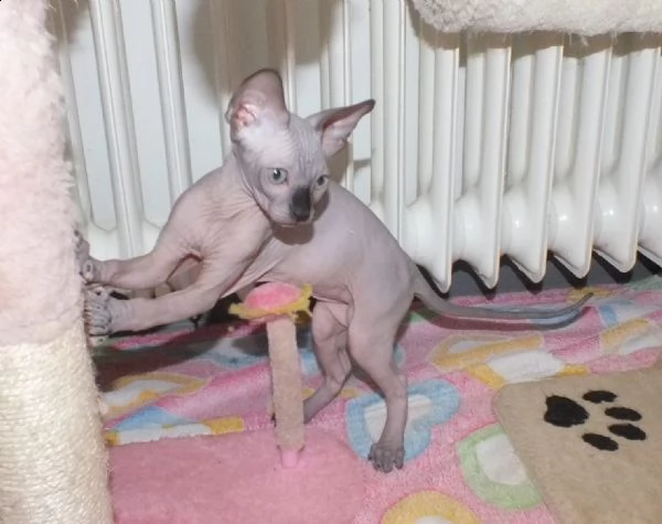 cuccioli sphynx disponibili