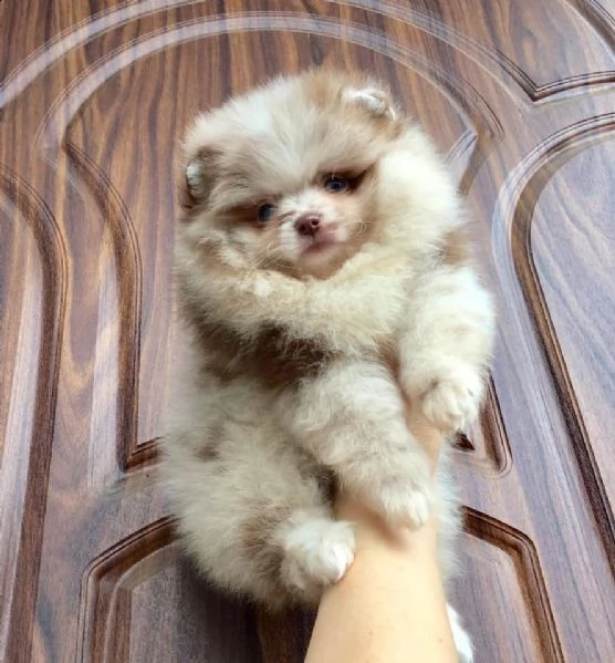 adorabile cucciolo pomeranian per regalo | Foto 0