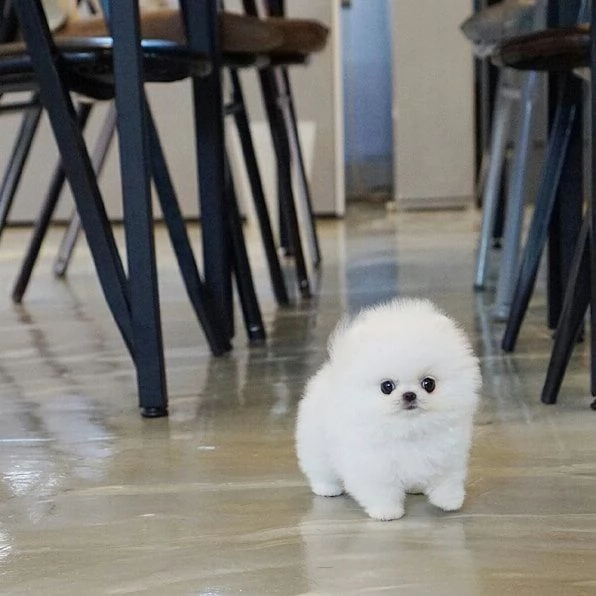 adorabile cucciolo pomeranian per regalo