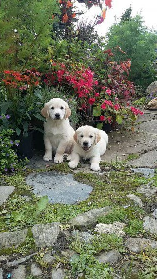  regalo cuccioli di golden retriever disponibili contattaci subito  disponibili subito 2 splendidi p