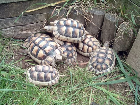  sano tartaruga radiata geochelone in vendita . eastern hermann di tartarughe (t. hermanni boettgeri