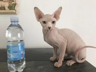   regalo maschio e una femmina cuccioli sphynx per l'adozione maschio e una femmina cuccioli sphynx 