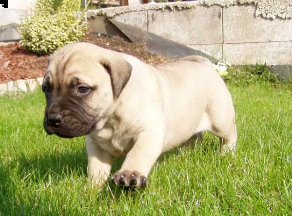 regalo fantastico cuccioli bull mastiff   regalo bull mastiff maschio e femmina 3 mesi e mezzo, non 