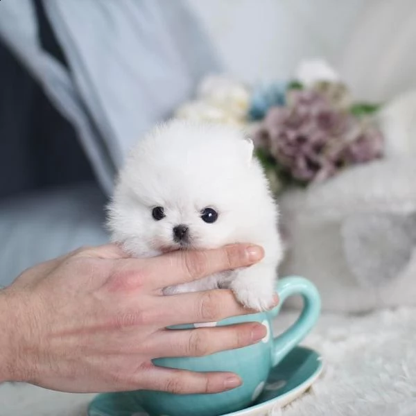 .... cucciolo pomeranian addestrato a casa per regalo... | Foto 0