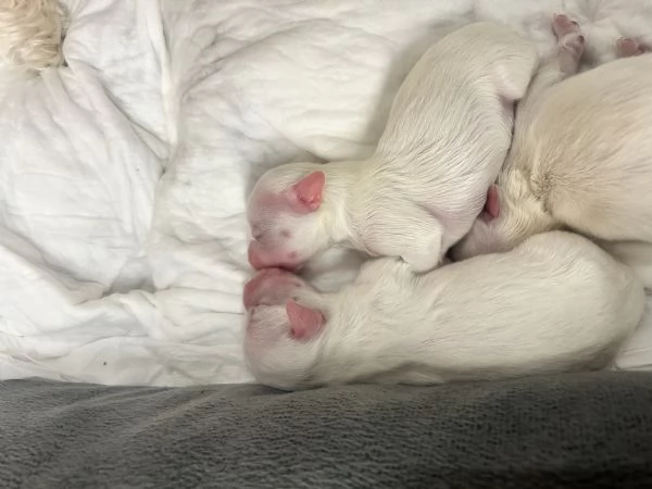 Cuccioli Maltese | Foto 6