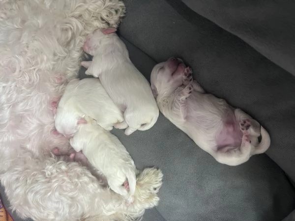 Cuccioli Maltese | Foto 3