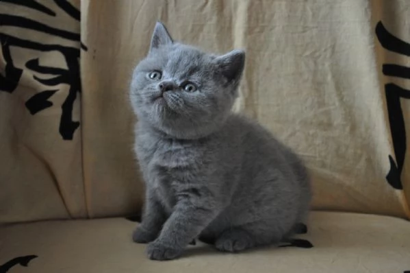 cuccioli british shorthair 