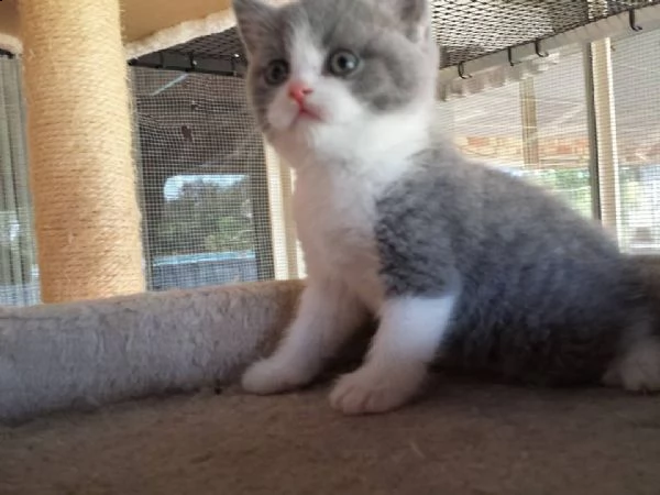 cuccioli british shorthair  | Foto 1